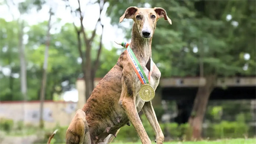 Desi dog